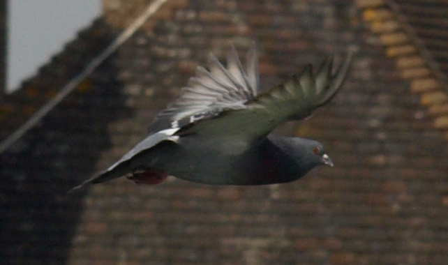 Bird