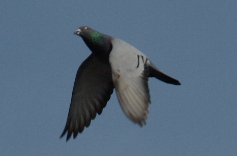 Bird