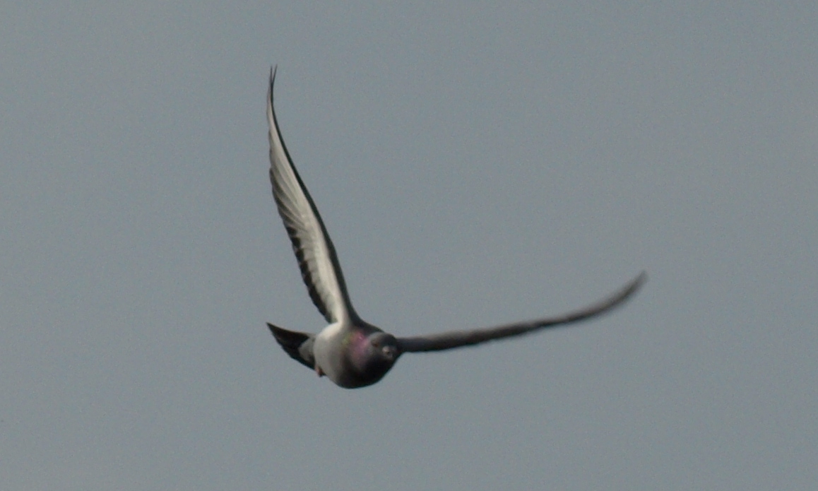 Bird