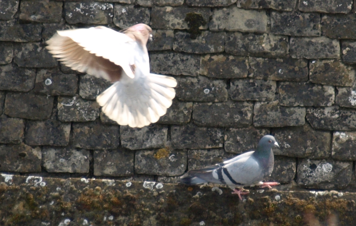 Bird