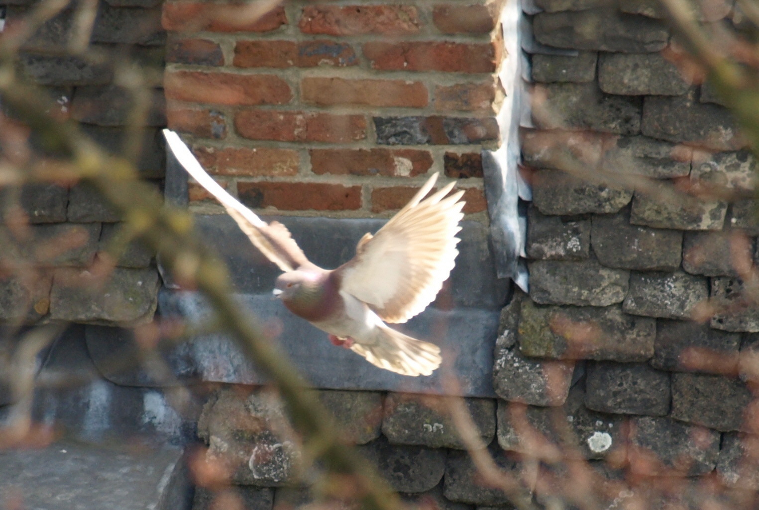 Bird