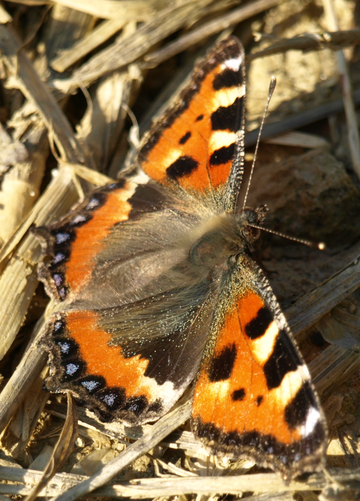 Butterfly
